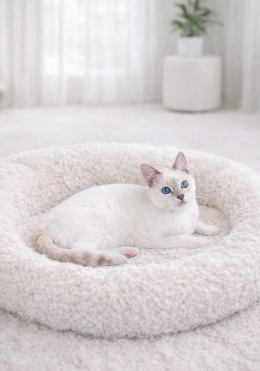 Waitlist Kitten 1