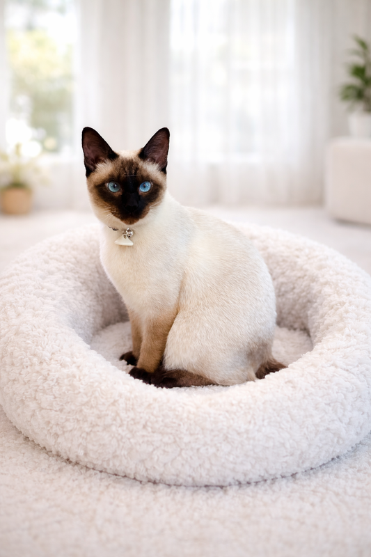 Waitlist Kitten 4